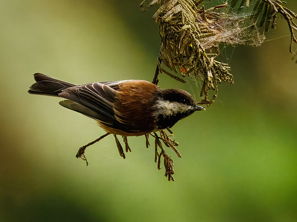 Chestnut-backed Chickadee in ONP-2