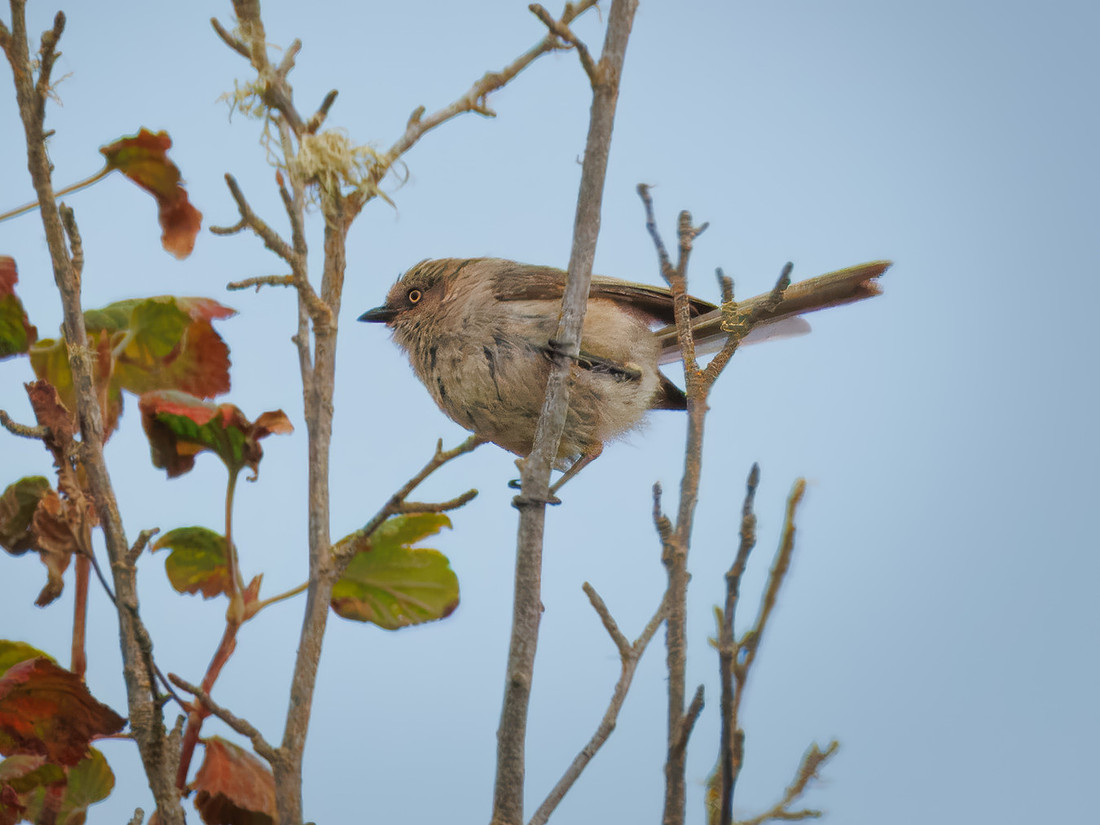 Bushtit in ONP