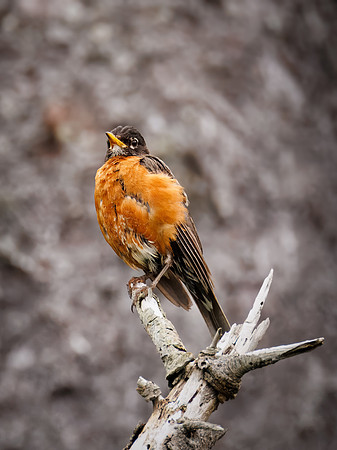 American Robin in ONP