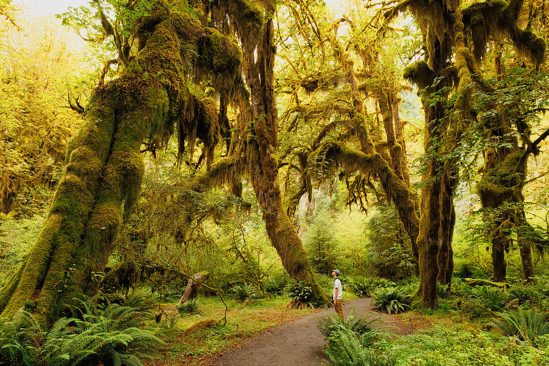 Hoh Rainforest