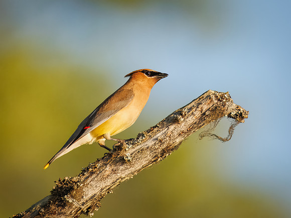 Cedar Waxwing at Glacier National Park