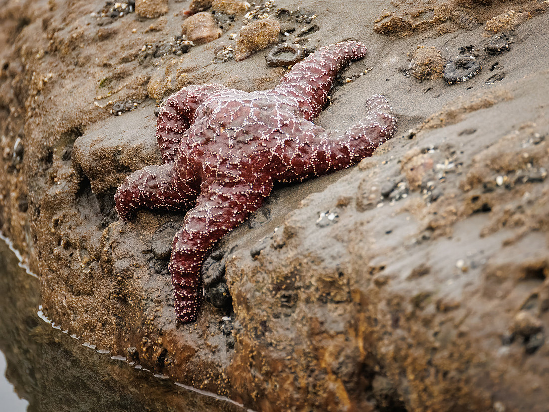 Aquatic Life in the Tide Pools at Ruby Beach