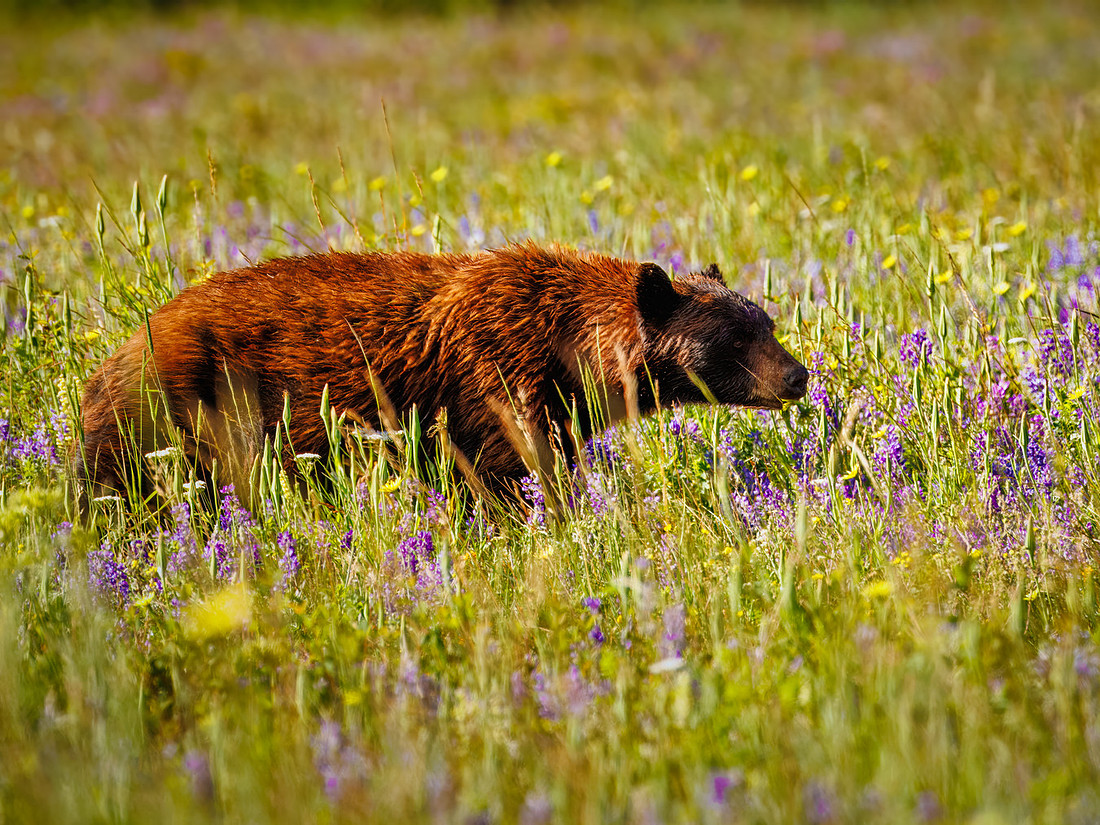 Black Bear of Glacier National Park