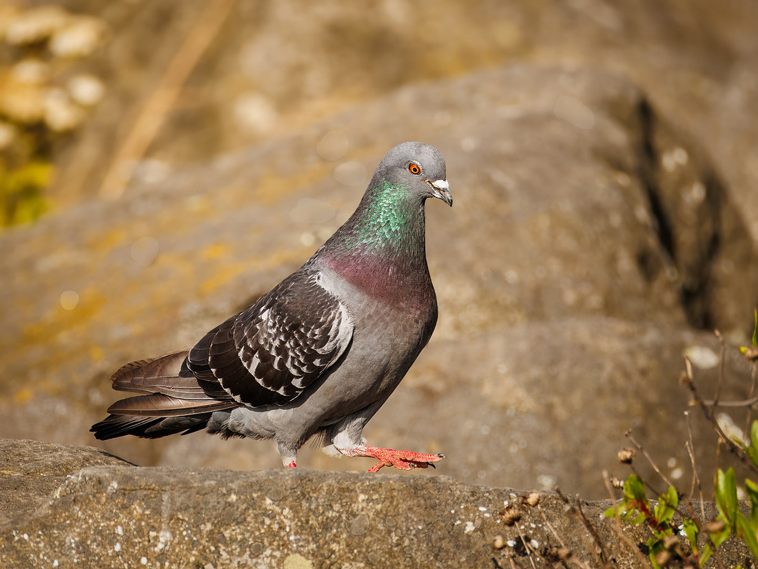 Rock Pigeon in ONP
