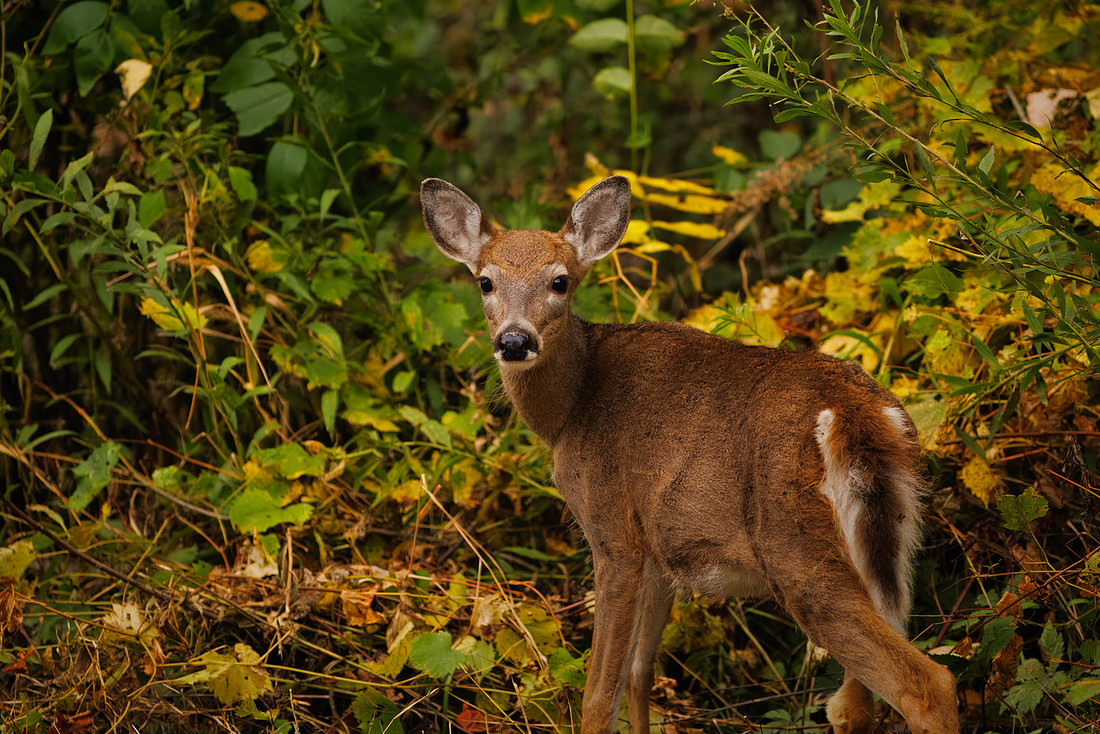 Fawn at Dawson Lake
