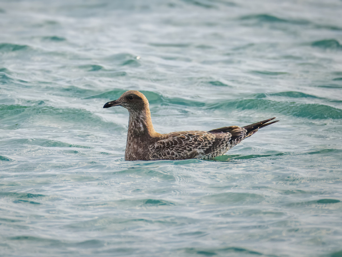 California Gull in ONP