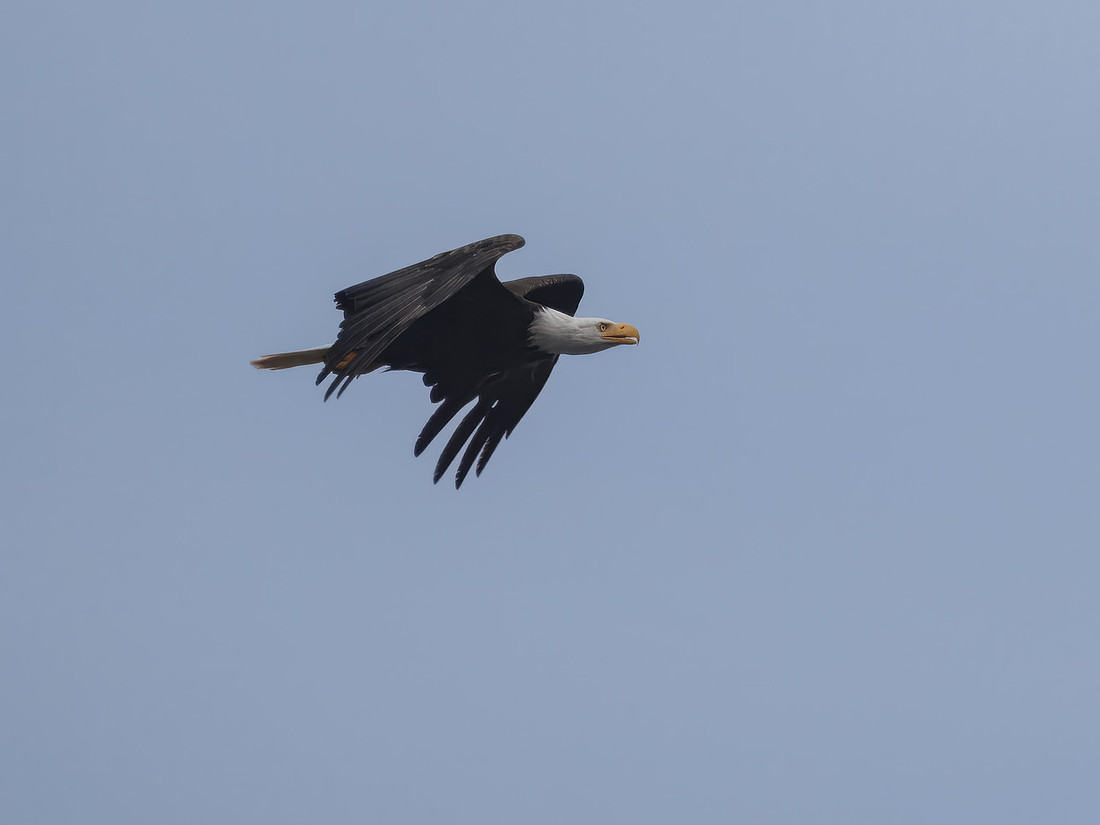 Bald Eagles at Olympic National Park