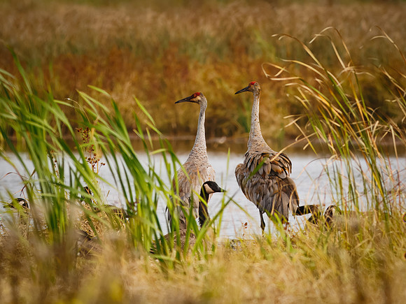 Sandhill Cranes in Indiana Dunes National Park