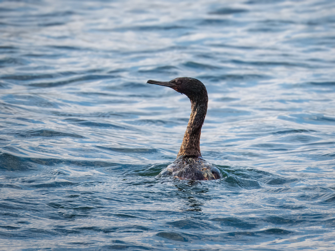 Pelagic Cormorant ONP