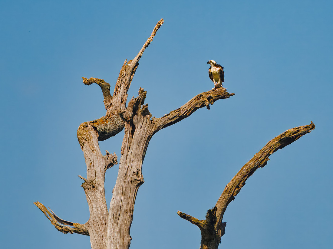 Raptor in McLean County