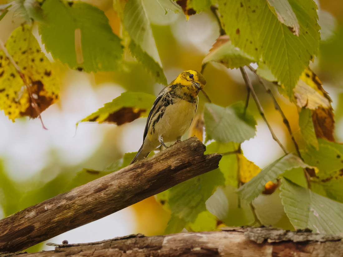 Black-throated Green Warbler