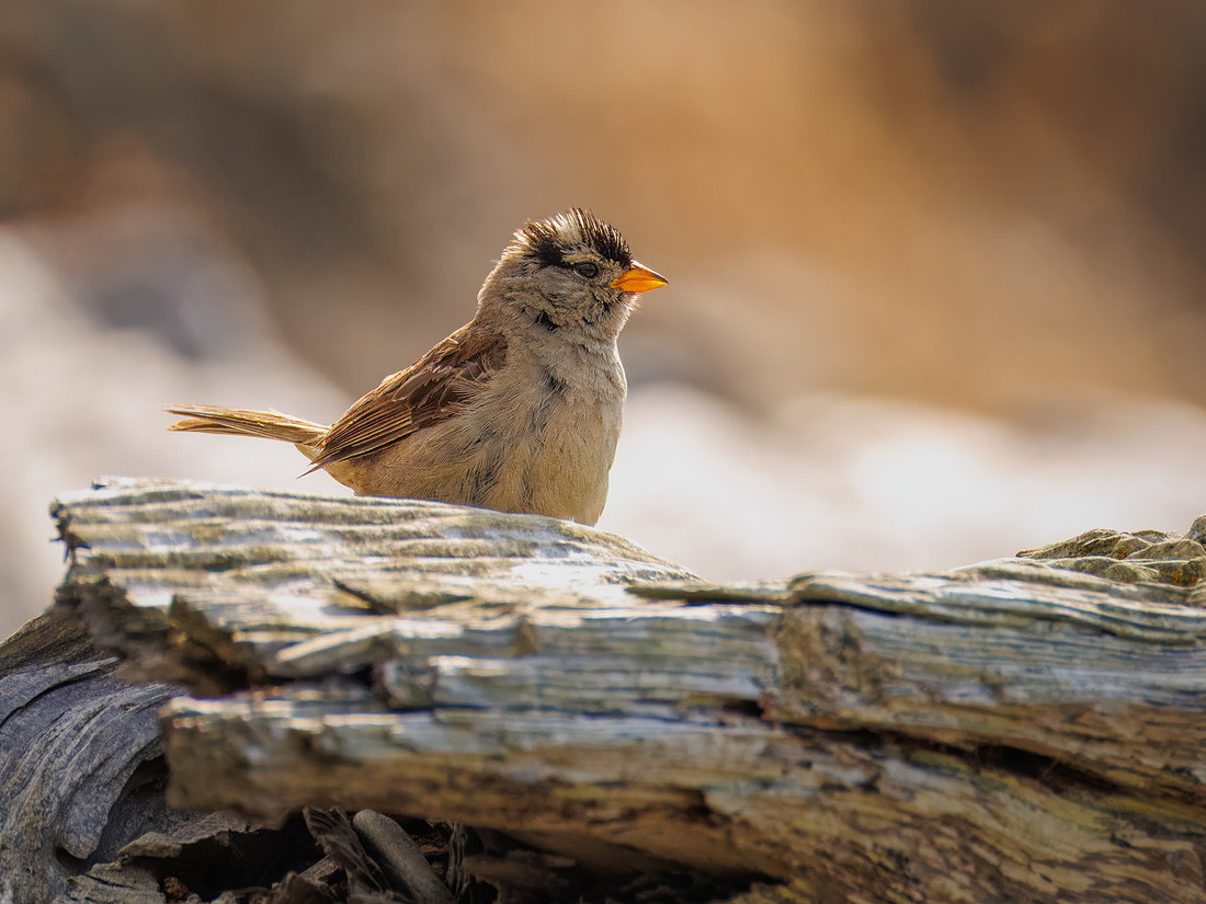White-crowned Sparrow in ONP