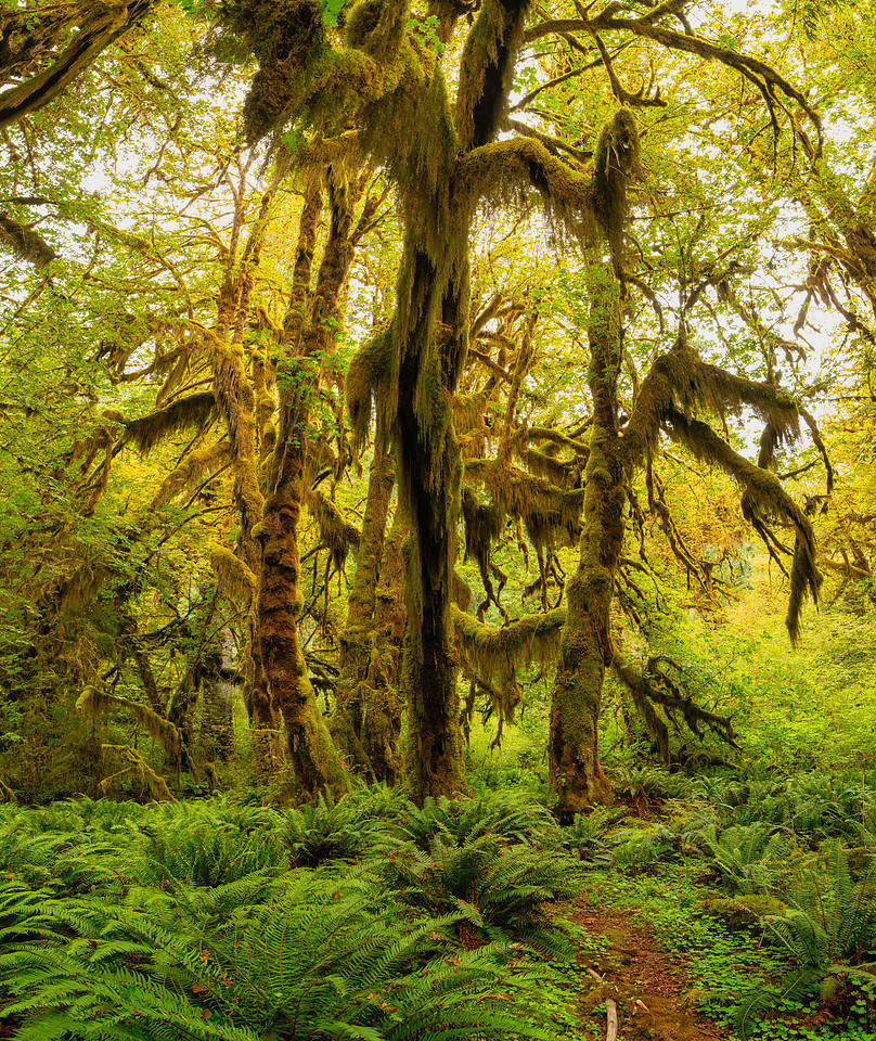 Hoh Rainforest