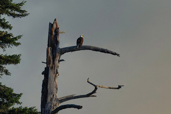 Bald Eagle Overlooking the Pacific Ocean