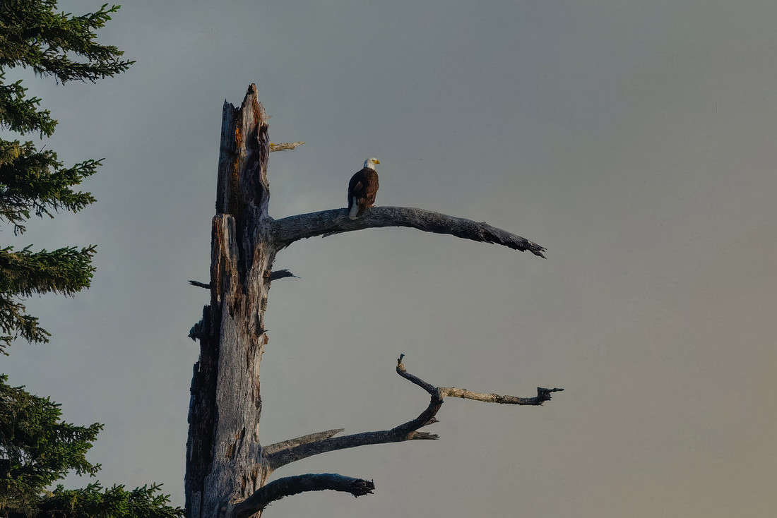 Bald Eagle Overlooking the Pacific Ocean