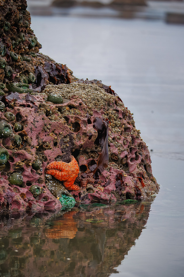 Aquatic Life in the Tide Pools at Ruby Beach