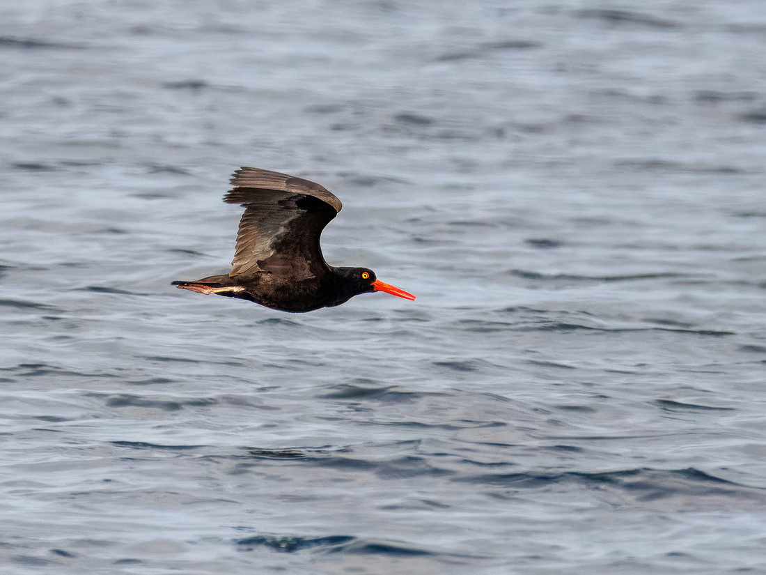 Black Oystercatcher in ONP