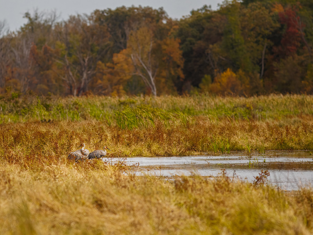 Sandhill Cranes in Indiana Dunes National Park