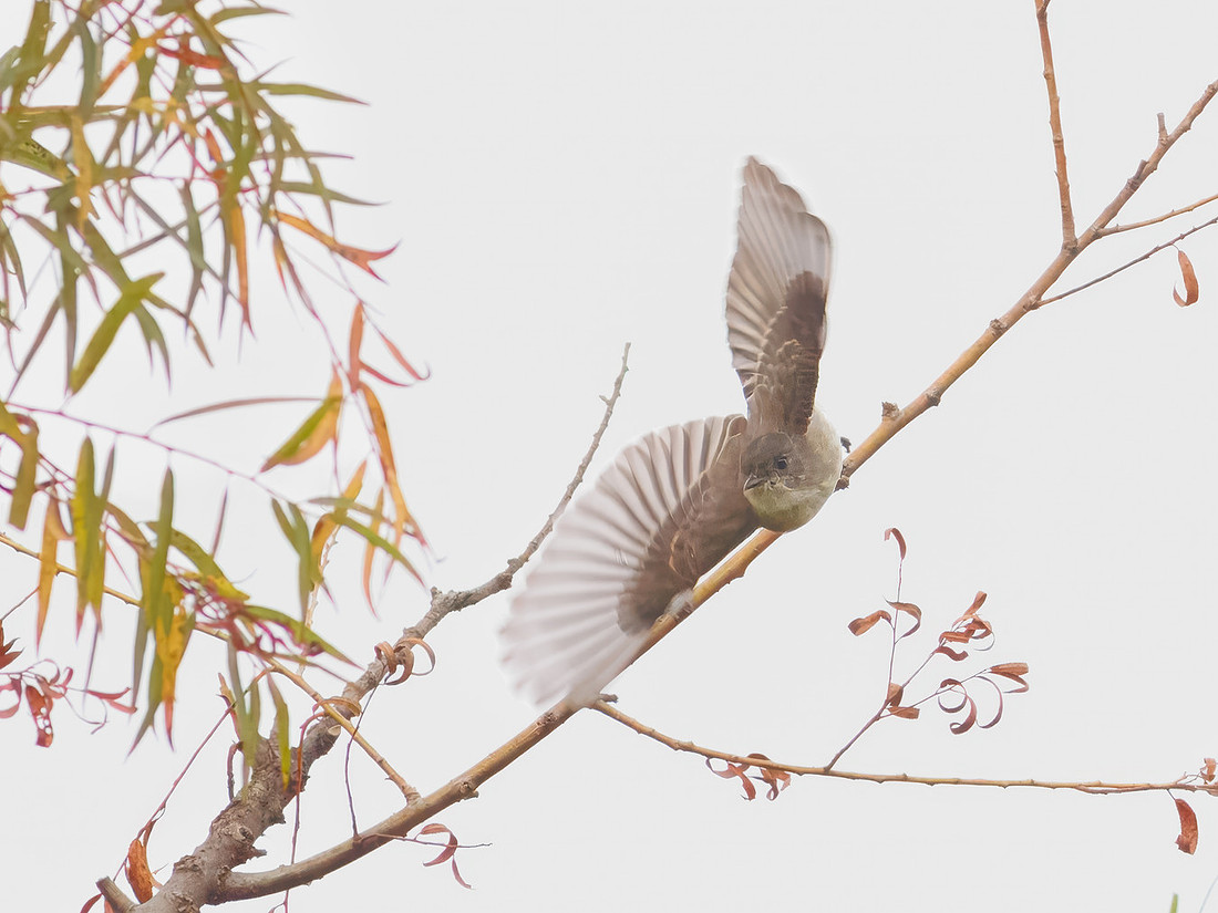 Eastern Phoebe