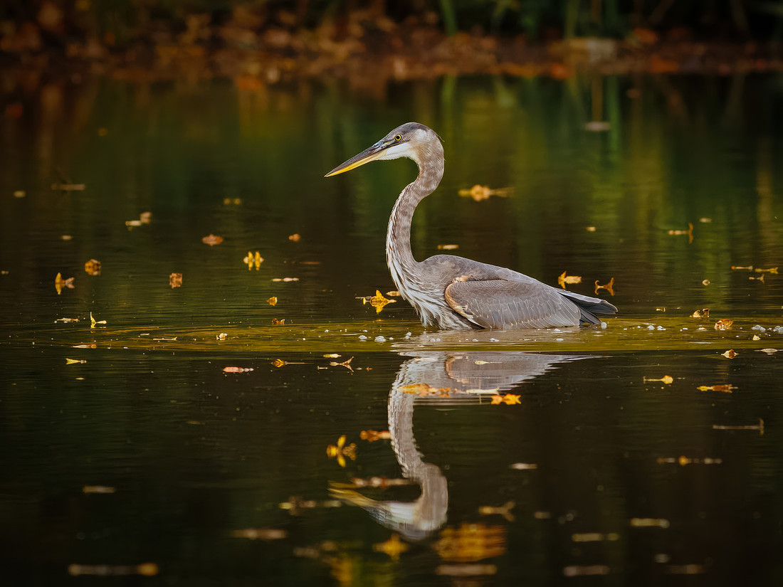 Great Blue Heron in October