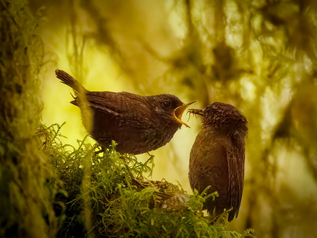 Pacific Wrens in ONP