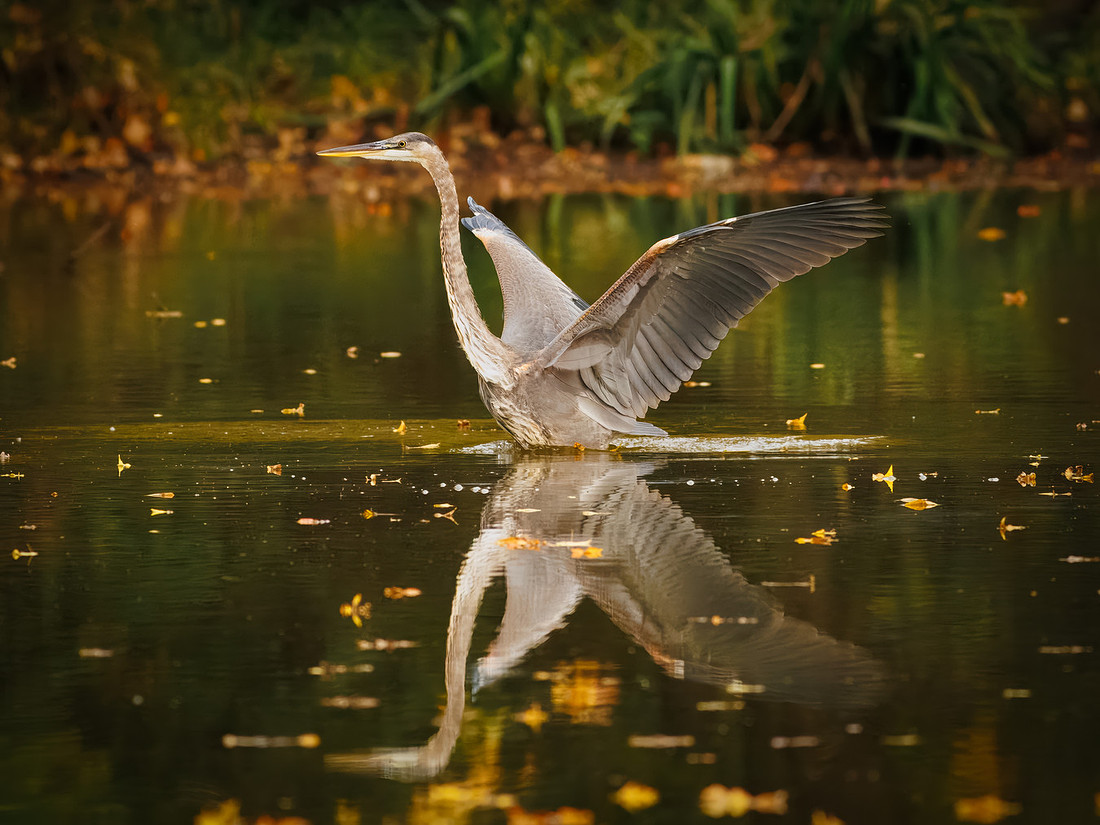 Great Blue Heron in October