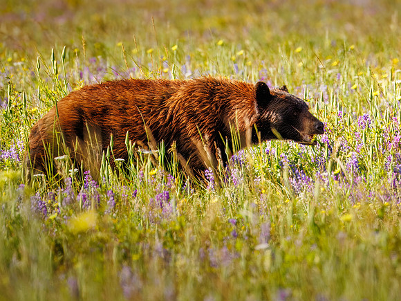 Black Bear of Glacier National Park