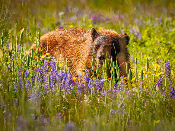 Black Bear of Glacier National Park