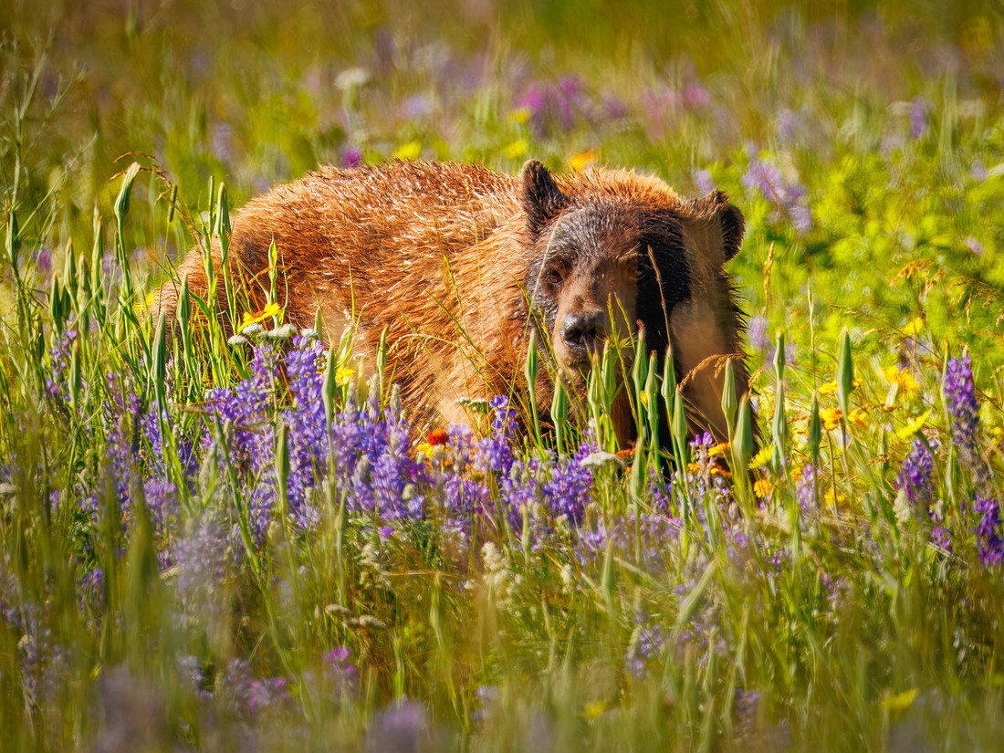 Black Bear of Glacier National Park