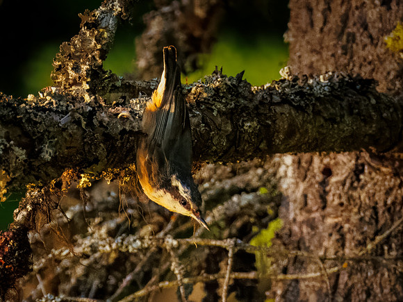 Red-breasted Nuthatch in Glacier National Park