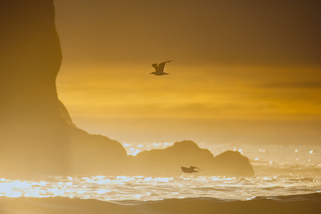 Gulls in ONP-3