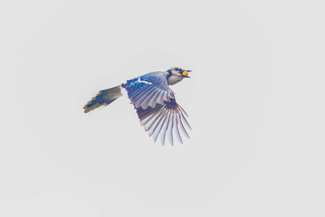 Blue Jay in Flight
