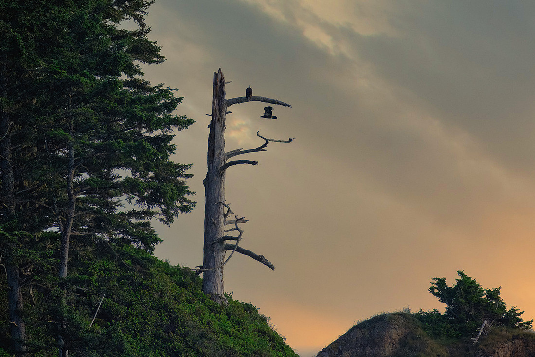 Bald Eagle Overlooking the Pacific Ocean