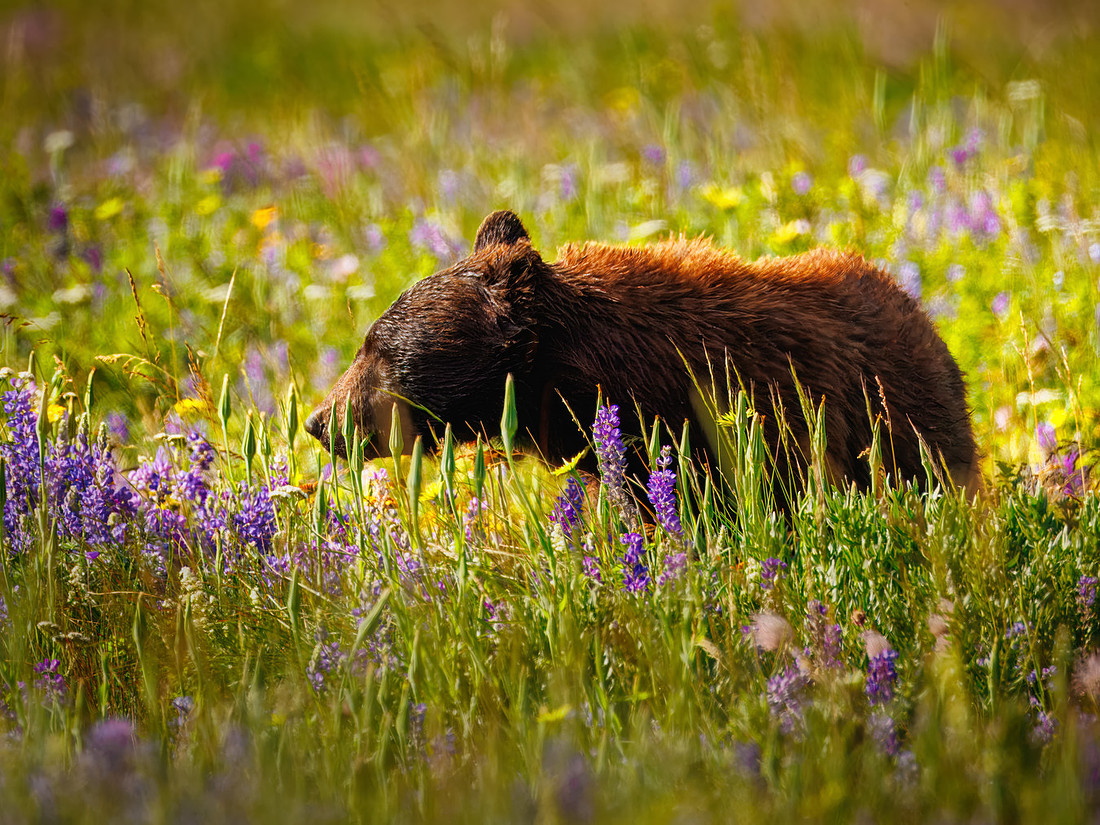 Black Bear of Glacier National Park