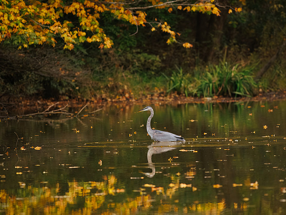Great Blue Heron in October
