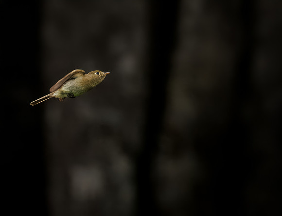 Western Flycatcher in ONP
