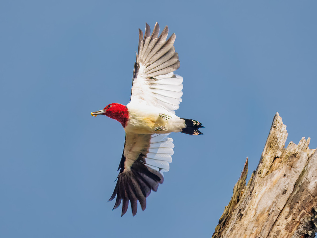 Red-headed Woodpecker in Flight