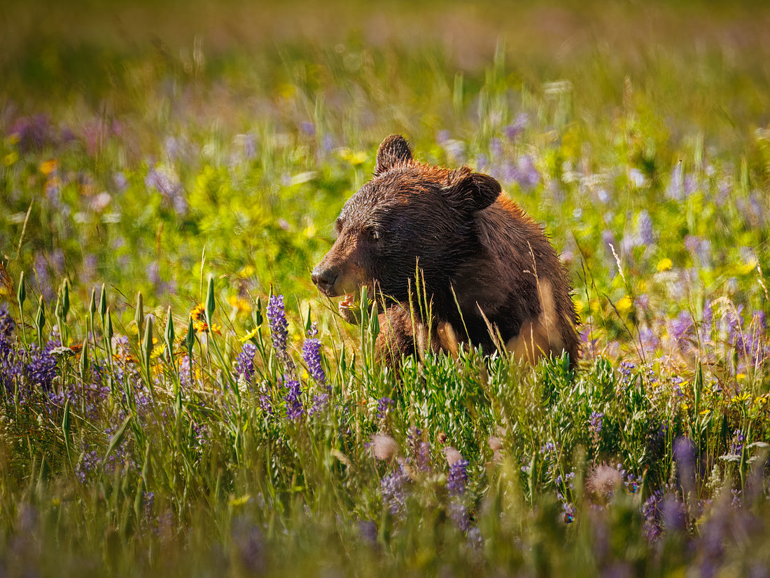 Black Bear of Glacier National Park