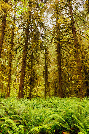 Hoh Rainforest