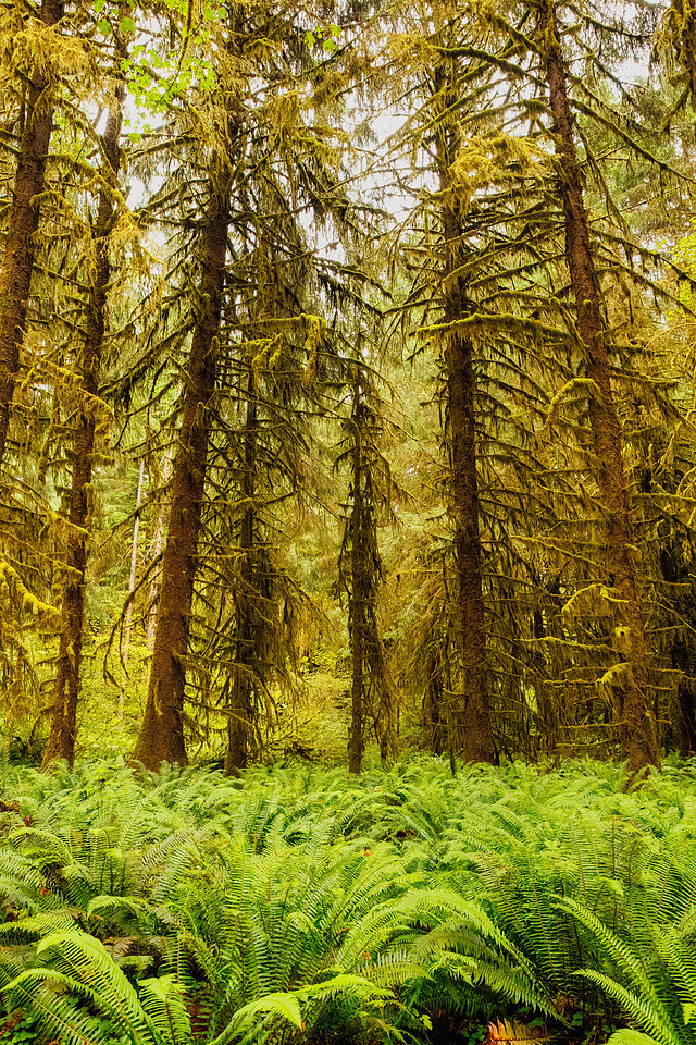 Hoh Rainforest