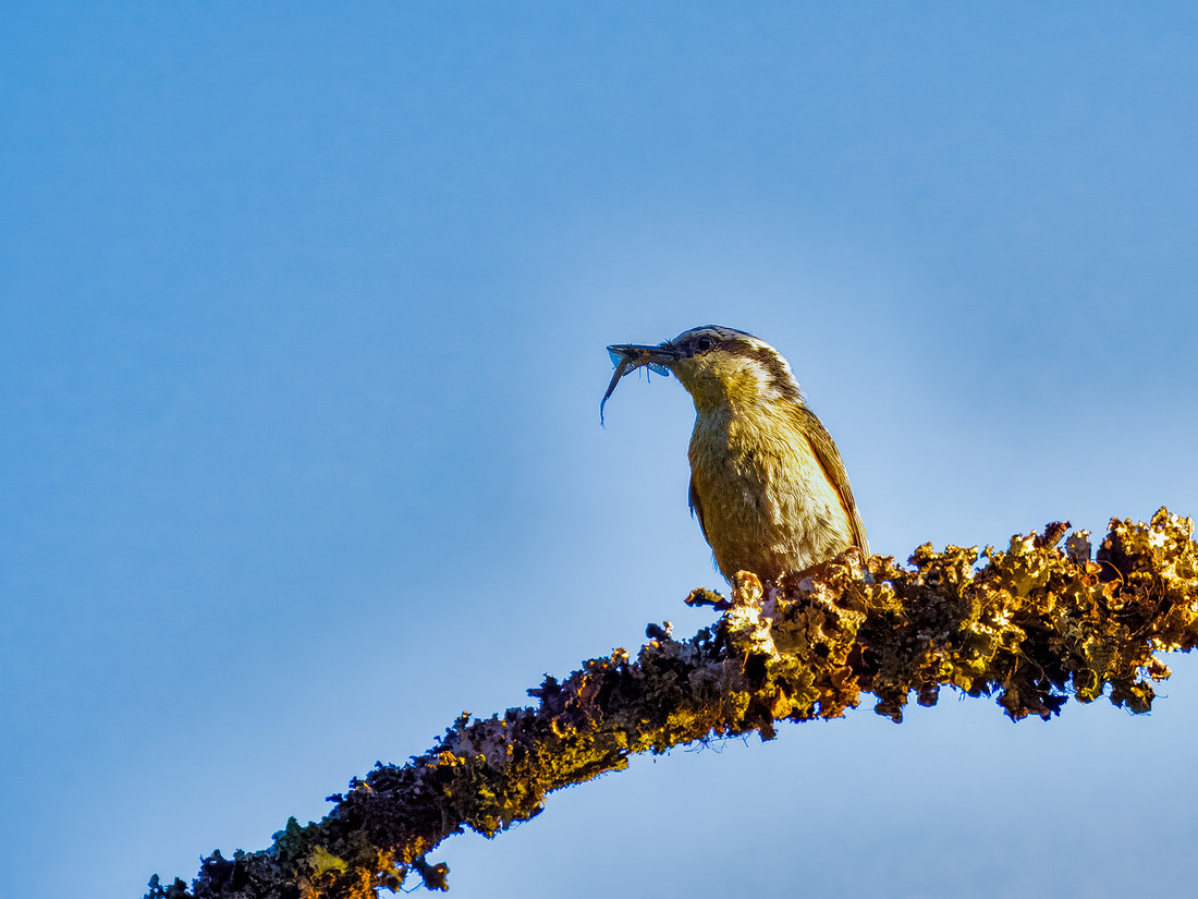 Red-breasted Nuthatch in Glacier National Park