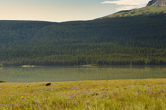 Black Bear of Glacier National Park