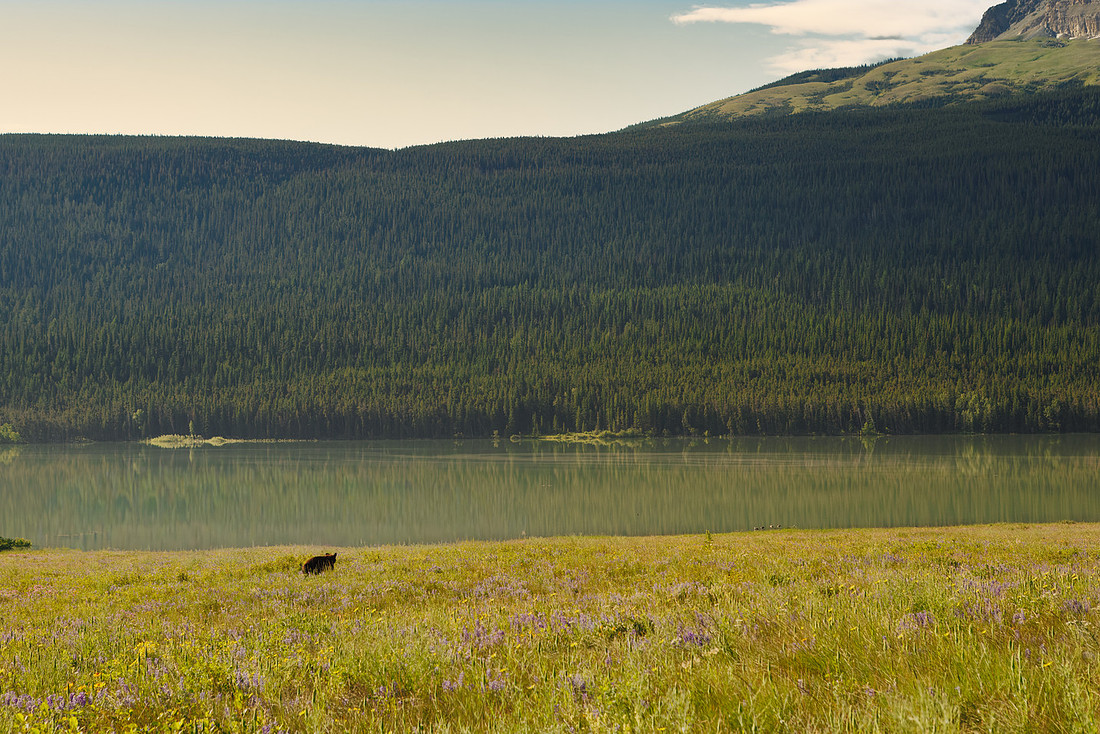 Black Bear of Glacier National Park
