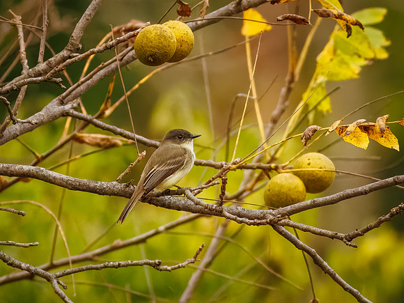 Eastern Phoebe