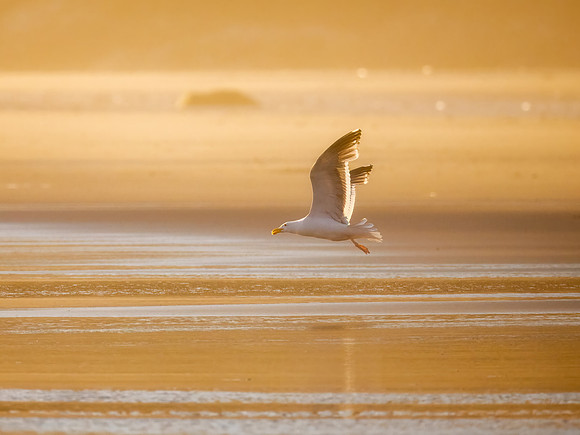 Gulls in ONP-2