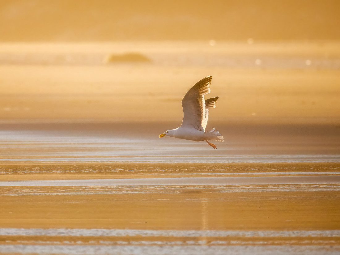 Gulls in ONP-2