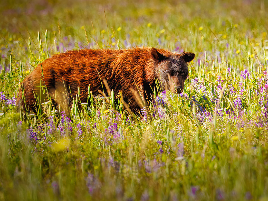 Black Bear of Glacier National Park