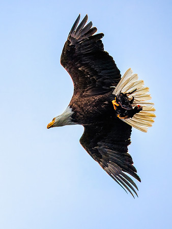 Bald Eagles at Olympic National Park