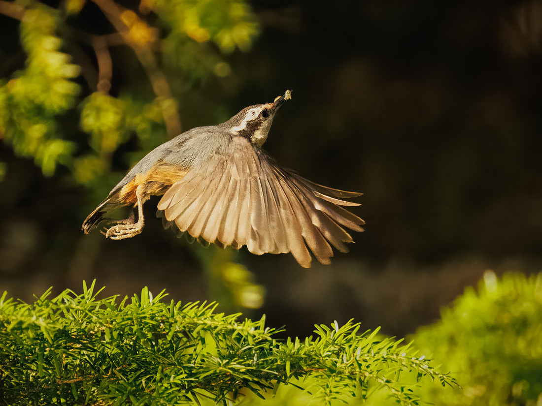 Red-breasted Nuthatch in Glacier National Park