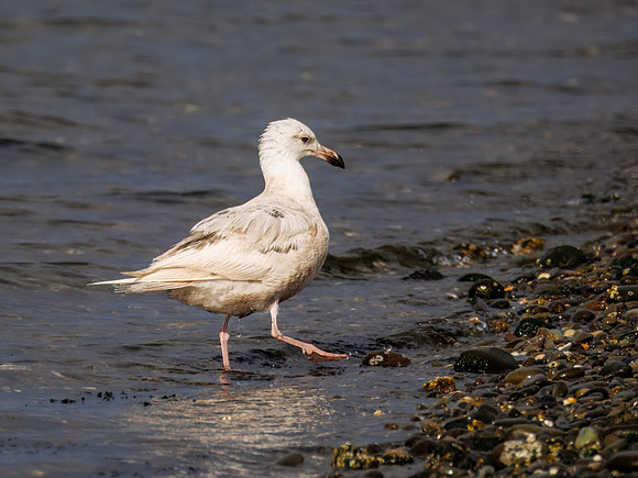 Iceland Gull in ONP